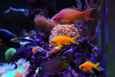 Bir grup Anthias, mercan resifi akvaryum tankında ailesini avlıyor
