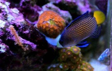 Muhteşem Dottyback - (Manonichthys ihtişam) 