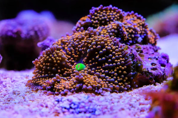 Ricordea Erstaunliche Pilz Weichkorallen — Stockfoto