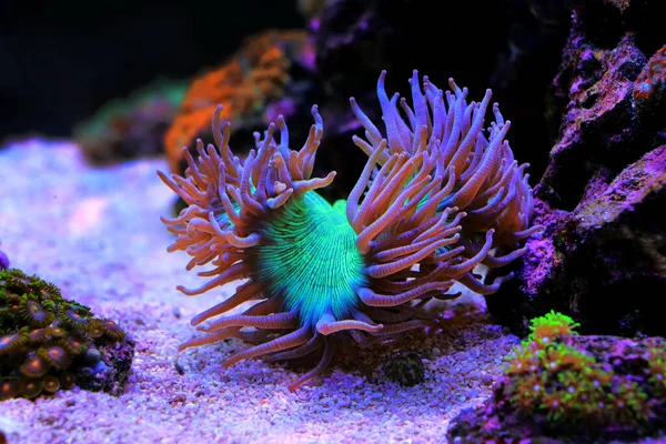 Голубая Верхушка Elegance Lps Coral Catalaphyha Jardinei — стоковое фото