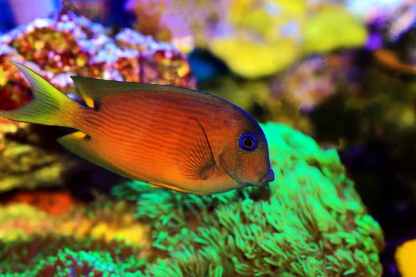 Blue Eye Tang Fish Twospot Bristletooth Ctenochaetus Binotatus — Stock Photo, Image