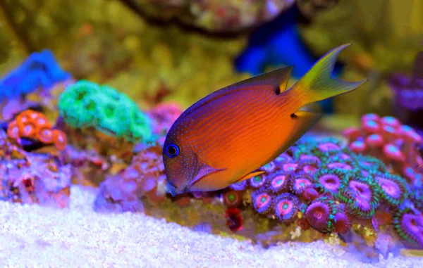 Blue Eye Tang Fish Diente Cerda Dos Macetas Ctenochaetus Binotatus — Foto de Stock