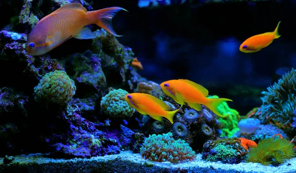 Groupe Poissons Anthias Famille Dans Aquarium Récifal Corail Réservoir — Photo