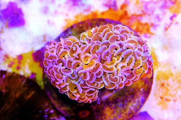 Κοράλλια Euphyllia Είναι Πολύποδα Πετρώδη Κοράλλια Πολύ Δημοφιλή Στο Ενυδρείο — Φωτογραφία Αρχείου