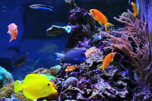 Simbiose Bonita Grupo Peixes Tanque Aquário Recife Coral — Fotografia de Stock