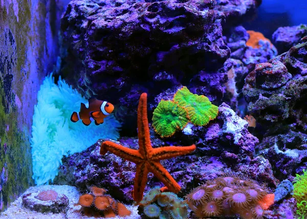 Prachtige Rif Aquarium Scene Met Rode Zeester — Stockfoto