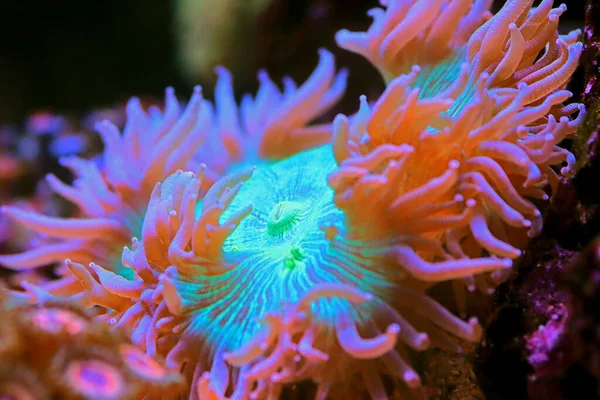 Blue Tip Elegance Lps Coral Catalaphyllia Jardinei — стокове фото