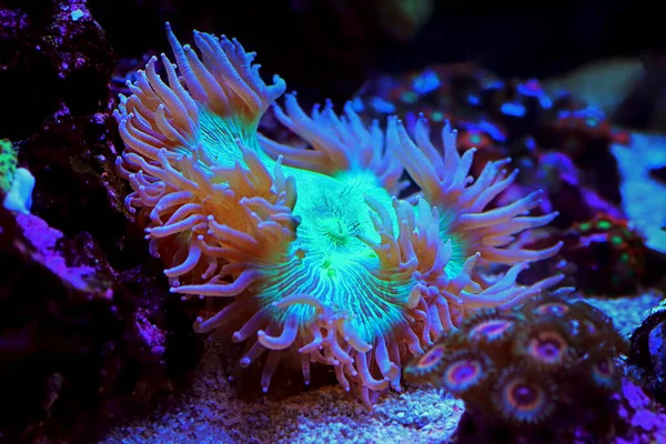Punta Azul Elegancia Lps Coral Catalaphyllia Jardinei — Foto de Stock