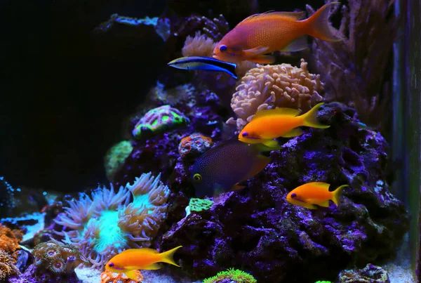 Група Риб Роду Anthias Акваріумі Коралових Рифів — стокове фото