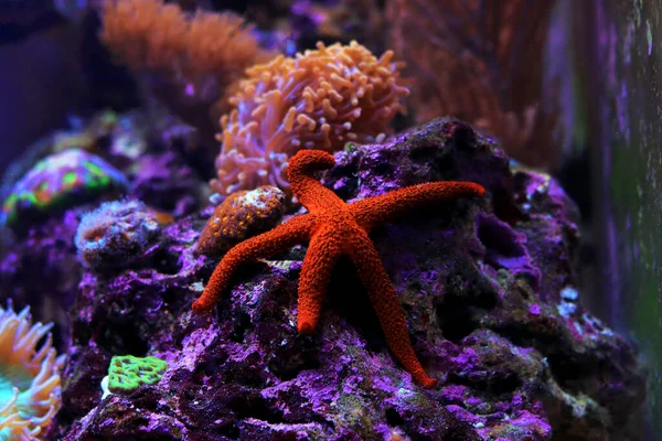 Prachtige Rif Aquarium Scene Met Rode Zeester — Stockfoto