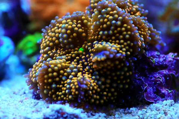 Ricordea Erstaunliche Pilz Weichkorallen — Stockfoto