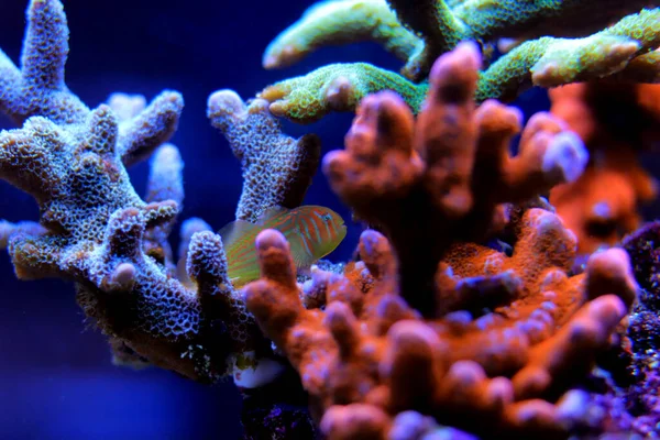 Green Clown Coral Goby Gobiodon Histrio — Stock Photo, Image
