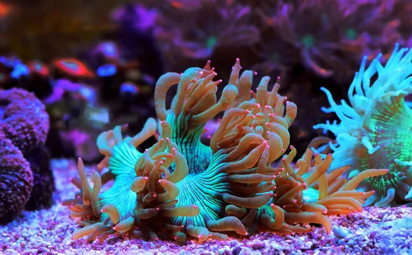 Punta Púrpura Elegancia Lps Coral Catalaphyllia Jardinei — Foto de Stock