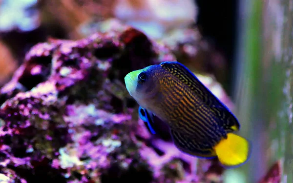 Splendido Dottyback Manonichthys Splendens — Foto Stock