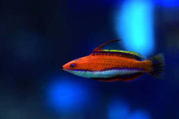 Red Longfin Fairy Wrasse Cirrhilabrus Rubeus — Stock Photo, Image