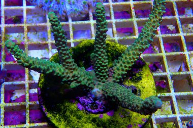 Akropora SPS mercan kolonisindeki sualtı görüntüleri denize doğru ilerliyor.