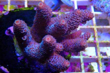 Akropora SPS mercan kolonisindeki sualtı görüntüleri denize doğru ilerliyor.