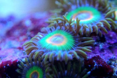 Rasta Zoanthids poliplerine makro çekim