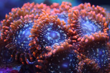 Renkli Zoanthids polipleri, fotoğrafçılığı kapatın