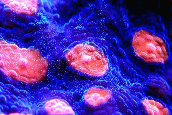 Csodálatos Fotózás Kehely Nagy Polipok Köves Korall — Stock Fotó