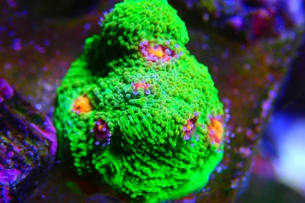 Mummy Eye Chalice Large Polyps Stony Coral — ストック写真