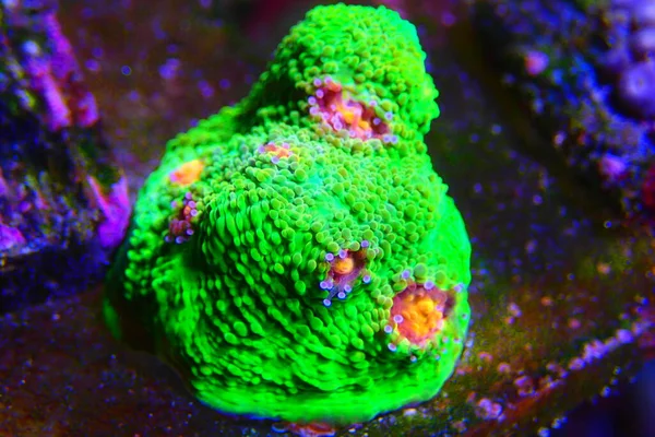 Mummy Eye Calice Gros Polypes Corail Pierreux — Photo