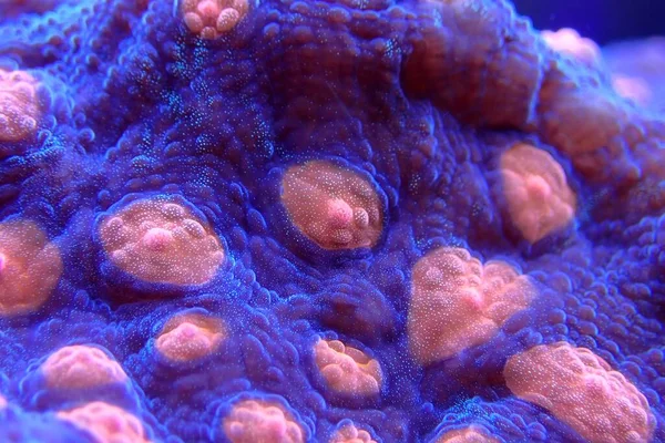 Erstaunliche Fotografie Auf Kelch Große Polypen Steinkorallen — Stockfoto