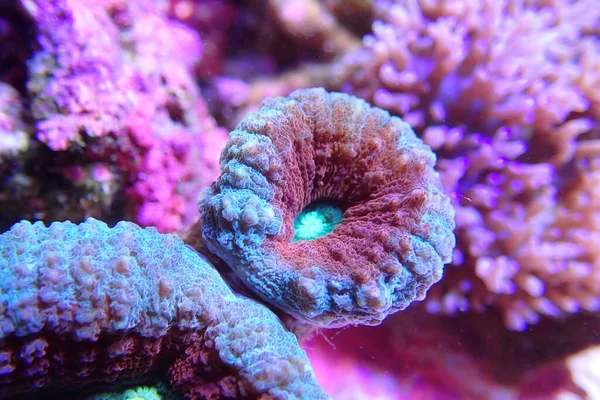 Colorful Lobophyllia Large Stony Coral Closeup Scene — Stock Photo, Image