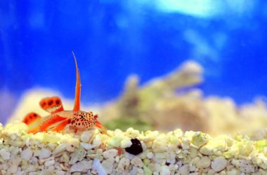 Spikefin Goby - Discordipinna griessingeri