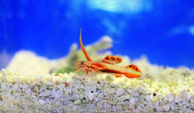 Spikefin Goby - Discordipinna griessingeri