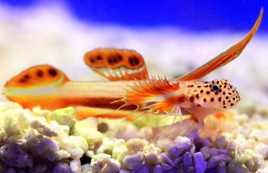 Spikefin Goby - Discordipinna griessingeri