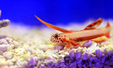 Spikefin Goby - Discordipinna griessingeri