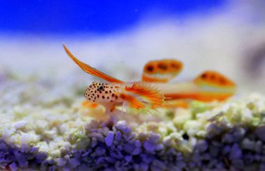 Spikefin Goby - Discordipinna griessingeri