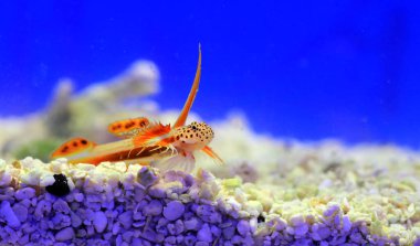 Spikefin Goby - Discordipinna griessingeri
