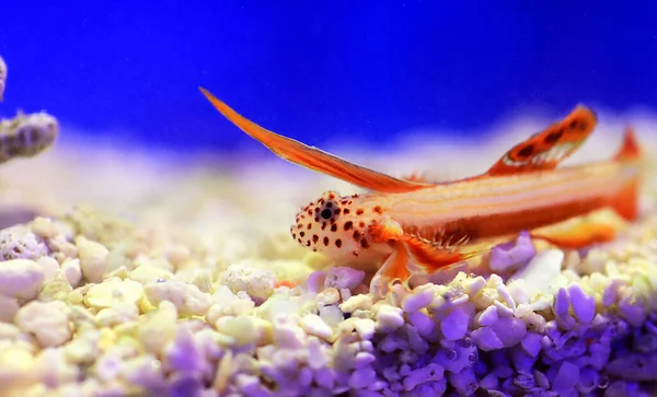 Spikefin Goby - Discordipinna griessingeri