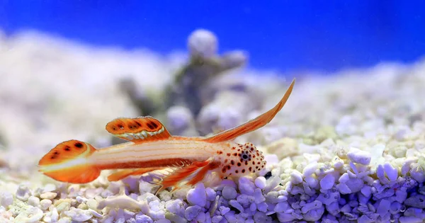 Spikefin Goby - Discordipinna griessingeri