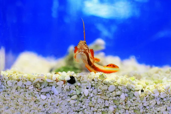 Spikefin Goby - Discordipinna griessingeri