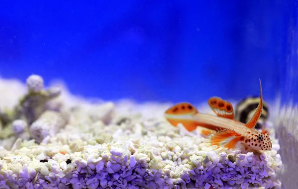 Spikefin Goby - Discordipinna griessingeri