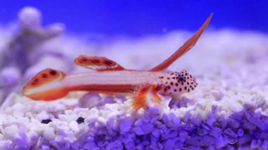Spikefin Goby - Discordipinna griessingeri