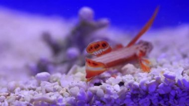 Spikefin Goby - Discordipinna griessingeri