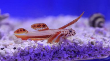 Spikefin Goby - Discordipinna griessingeri