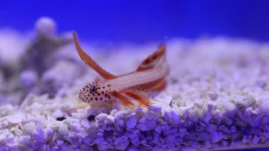 Spikefin Goby - Discordipinna griessingeri