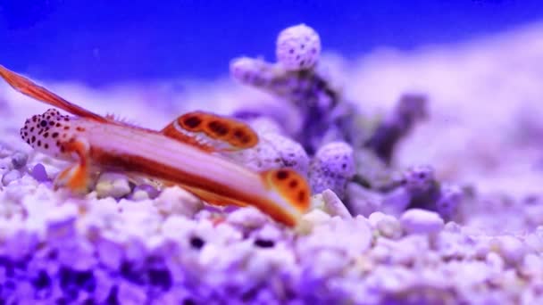 Spikefin Goby Discordipinna Griessingeri — Video Stock