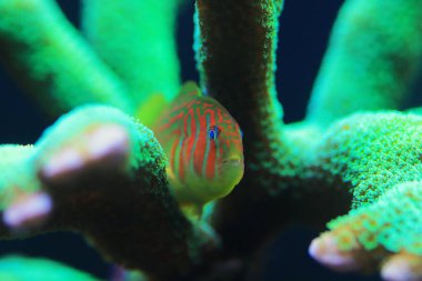 Yeşil Palyaço Mercan Goby - Gobiodon histrio