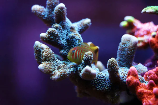 Clown Coral Goby Gobiodon Histrio — 스톡 사진