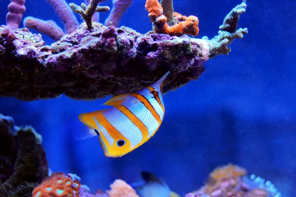 Bakır bant kelebek balığı Chelmon Rostratus