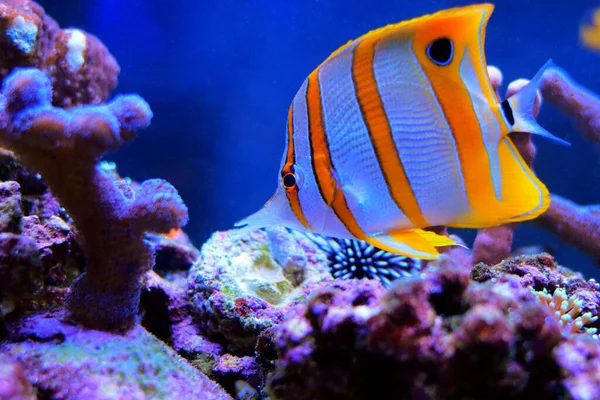 Copperband Butterfly Fish Chelmon Rostratus — Stock Photo, Image