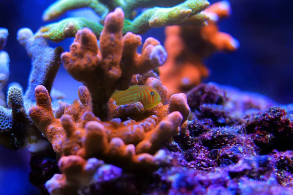 Yeşil Palyaço Mercan Goby - Gobiodon histrio