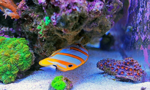 Copperband butterfly fish - Chelmon Rostratus