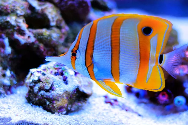 Copperband Butterfly Fish Chelmon Rostratus — стокове фото